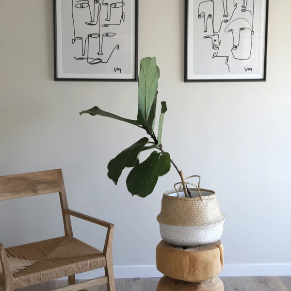 Caras Blanco y Negro