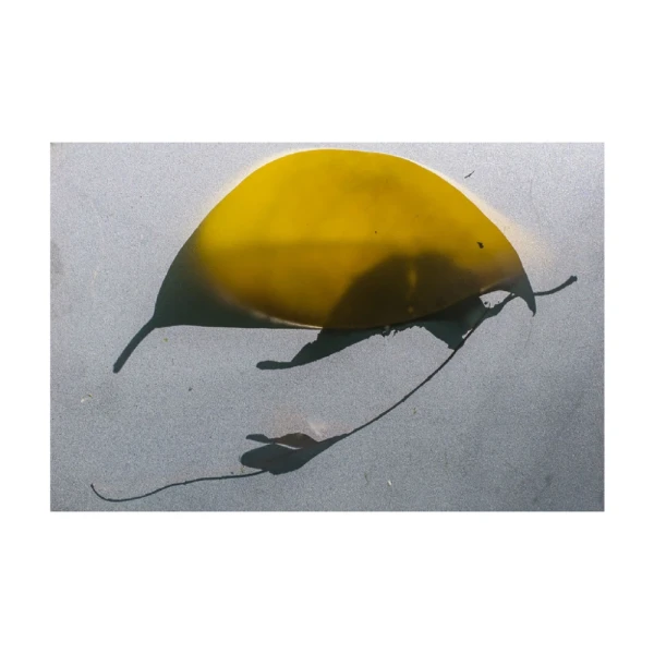 Santa Catalina - Marco tipo box negro liso con passepartout negro / 70 x 100